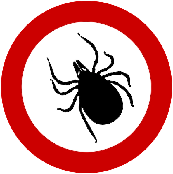 Zecke